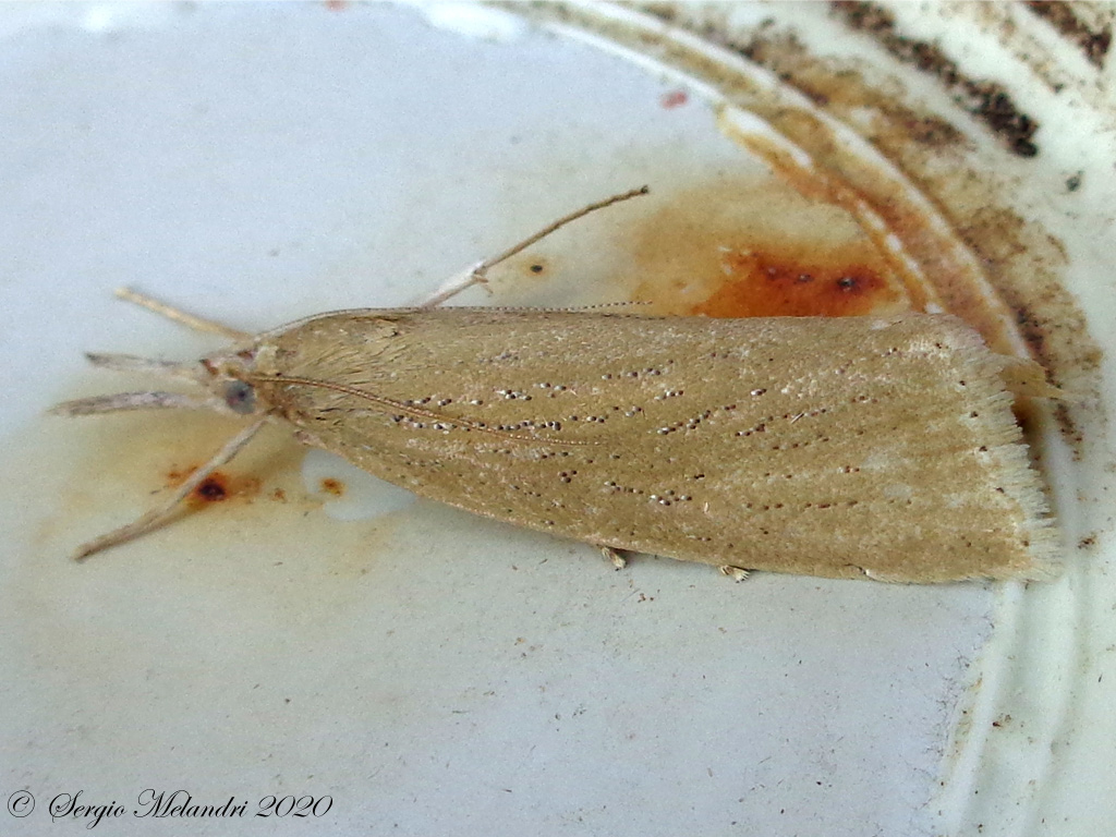 Crambidae: Chilo luteellus